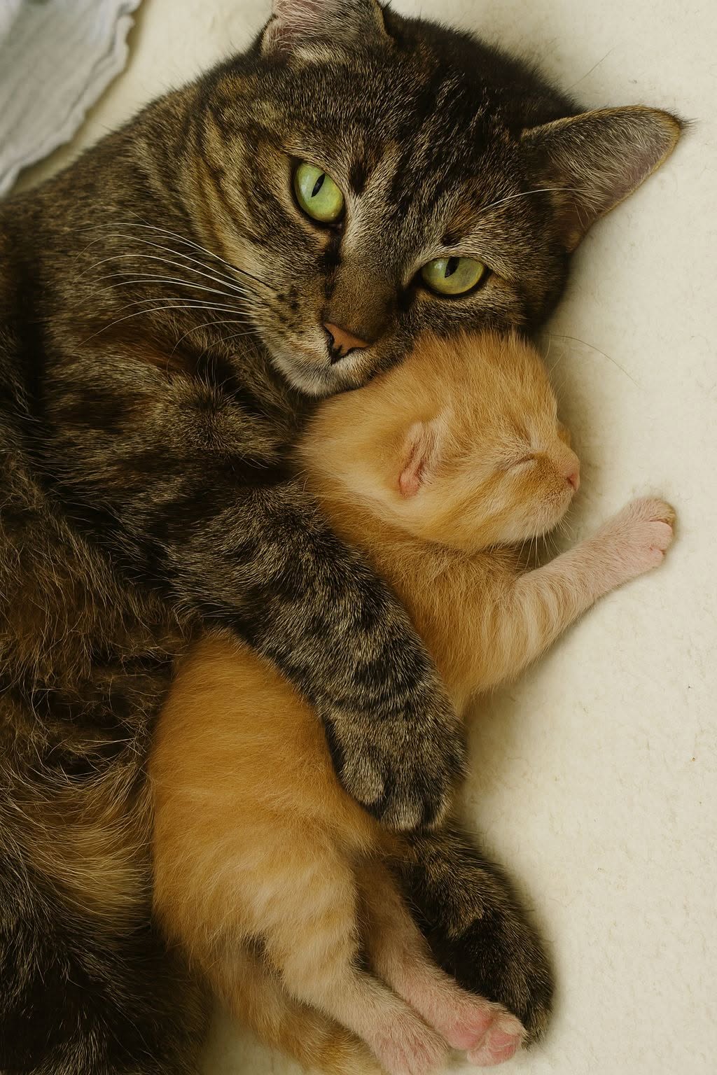 Dopo il parto è nato un unico gattino: da quel momento la madre lo protegge, lo scalda e resta sempre accanto a lui.