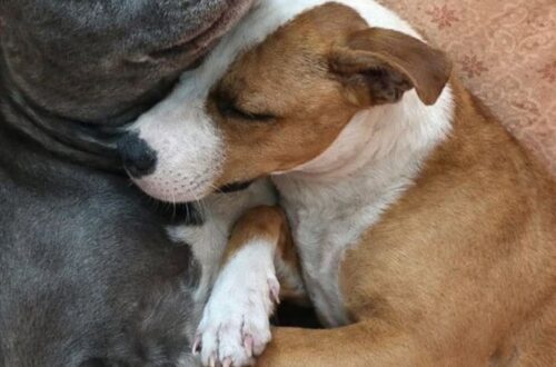 Luca e Nina sono cresciuti uno accanto all’altra: al rifugio nessuno voleva separarli, finché è arrivata la famiglia giusta.