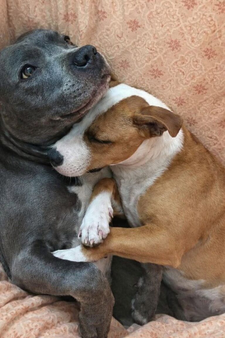 Luca e Nina sono cresciuti uno accanto all’altra: al rifugio nessuno voleva separarli, finché è arrivata la famiglia giusta.