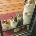 Quattro gattini si presentano davanti alla porta e aspettano di essere accolti