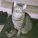 Milo, il gatto sordo che trova una cucciola in giardino e la porta a casa