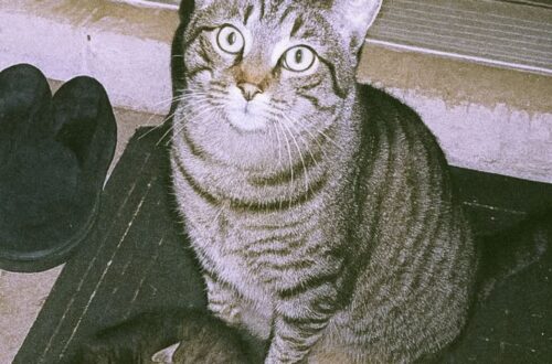 Milo, il gatto sordo che trova una cucciola in giardino e la porta a casa Milo è nato sordo, ma ha percepito il bisogno di una gattina di poche settimane e l’ha condotta fino alla porta. Quando Milo è stato adottato, due anni fa, la sordità sembrava destinata a segnare ogni forma di comunicazione. Nessuna voce da riconoscere, nessun richiamo a cui rispondere, nessun rumore capace di annunciargli un ritorno. Sembrava esserci un confine silenzioso tra lui e il resto della casa. Con il tempo, però, quel confine si è rivelato molto meno importante di quanto potesse sembrare. Milo ha imparato a capire gesti, presenze, abitudini e sguardi. Non ha mai avuto bisogno dei suoni per costruire un legame. Ha trovato un altro modo per stare vicino, fatto di attenzione, fiducia e presenza costante. Poi, un giorno qualunque, ha dimostrato qualcosa di ancora più sorprendente. Milo trova una gattina in giardino Al rientro dal lavoro, la sua proprietaria lo ha trovato seduto davanti alla porta. Non era nella solita posizione di attesa. Aveva uno sguardo diverso, più fermo, come se stesse chiedendo attenzione per qualcosa di urgente. Tra le sue zampe c’era una gattina minuscola. Tremava, era molto piccola, probabilmente di appena tre settimane. Milo l’aveva trovata in giardino e l’aveva portata fino all’ingresso, senza agitarsi e senza lasciarla sola. Non poteva aver sentito il suo miagolio. Non poteva essere stato richiamato dal pianto, né da un suono. Eppure aveva capito. La piccola, poi chiamata Stella, era fragile e aveva bisogno di aiuto. Milo sembrava averlo percepito in un altro modo, attraverso la vista, l’istinto, la vicinanza. Si era accorto di lei e aveva fatto l’unica cosa possibile: condurla verso casa. Stella accolta grazie al gatto che non può sentire Da quel momento, Stella è entrata nella vita di Milo e della sua famiglia. La casa che fino a poco prima apparteneva a un solo gatto ha iniziato a cambiare ritmo, adattandosi alla presenza di una cucciola da proteggere, nutrire e rassicurare. Il comportamento di Milo ha colpito per la sua naturalezza. Non si è limitato a trovare la gattina. Dopo averla portata al sicuro, ha continuato a restarle vicino. La osserva, la scalda, la segue nei primi movimenti e sembra controllare che non si allontani troppo. Per un gatto nato sordo, ogni relazione passa attraverso canali diversi. Milo non sente il miagolio di Stella, non percepisce i piccoli rumori che un cucciolo produce, non può orientarsi attraverso il suono. Ma riesce comunque a capirla. La guarda, ne interpreta i movimenti, le resta accanto con una delicatezza costante. Una famiglia nata nel silenzio La storia di Milo e Stella racconta un legame che non ha bisogno di voce. Un gatto sordo ha riconosciuto la fragilità di una cucciola e ha chiesto aiuto nel solo modo che conosceva: portandola davanti alla porta, davanti alla persona di cui si fidava. Non c’è stato un richiamo, non c’è stato un rumore a guidarlo. C’è stata attenzione. C’è stata una forma di ascolto diversa, più silenziosa ma non meno profonda. Oggi Milo e Stella vivono nella stessa casa. Lui la protegge con pazienza, la accompagna nei primi giorni e sembra aver assunto spontaneamente il ruolo di guida. Lei, ancora piccola, trova in lui calore e sicurezza. Per chi li guarda, quella convivenza è diventata una lezione semplice. L’amore non sempre passa dalle parole, dai suoni o dai segnali più evidenti. A volte si manifesta in un gesto concreto: trovare chi ha bisogno, portarlo al sicuro e restare lì. Milo non può sentire. Ma ha saputo ascoltare ciò che contava.