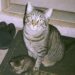 Milo, il gatto sordo che trova una cucciola in giardino e la porta a casa Milo è nato sordo, ma ha percepito il bisogno di una gattina di poche settimane e l’ha condotta fino alla porta. Quando Milo è stato adottato, due anni fa, la sordità sembrava destinata a segnare ogni forma di comunicazione. Nessuna voce da riconoscere, nessun richiamo a cui rispondere, nessun rumore capace di annunciargli un ritorno. Sembrava esserci un confine silenzioso tra lui e il resto della casa. Con il tempo, però, quel confine si è rivelato molto meno importante di quanto potesse sembrare. Milo ha imparato a capire gesti, presenze, abitudini e sguardi. Non ha mai avuto bisogno dei suoni per costruire un legame. Ha trovato un altro modo per stare vicino, fatto di attenzione, fiducia e presenza costante. Poi, un giorno qualunque, ha dimostrato qualcosa di ancora più sorprendente. Milo trova una gattina in giardino Al rientro dal lavoro, la sua proprietaria lo ha trovato seduto davanti alla porta. Non era nella solita posizione di attesa. Aveva uno sguardo diverso, più fermo, come se stesse chiedendo attenzione per qualcosa di urgente. Tra le sue zampe c’era una gattina minuscola. Tremava, era molto piccola, probabilmente di appena tre settimane. Milo l’aveva trovata in giardino e l’aveva portata fino all’ingresso, senza agitarsi e senza lasciarla sola. Non poteva aver sentito il suo miagolio. Non poteva essere stato richiamato dal pianto, né da un suono. Eppure aveva capito. La piccola, poi chiamata Stella, era fragile e aveva bisogno di aiuto. Milo sembrava averlo percepito in un altro modo, attraverso la vista, l’istinto, la vicinanza. Si era accorto di lei e aveva fatto l’unica cosa possibile: condurla verso casa. Stella accolta grazie al gatto che non può sentire Da quel momento, Stella è entrata nella vita di Milo e della sua famiglia. La casa che fino a poco prima apparteneva a un solo gatto ha iniziato a cambiare ritmo, adattandosi alla presenza di una cucciola da proteggere, nutrire e rassicurare. Il comportamento di Milo ha colpito per la sua naturalezza. Non si è limitato a trovare la gattina. Dopo averla portata al sicuro, ha continuato a restarle vicino. La osserva, la scalda, la segue nei primi movimenti e sembra controllare che non si allontani troppo. Per un gatto nato sordo, ogni relazione passa attraverso canali diversi. Milo non sente il miagolio di Stella, non percepisce i piccoli rumori che un cucciolo produce, non può orientarsi attraverso il suono. Ma riesce comunque a capirla. La guarda, ne interpreta i movimenti, le resta accanto con una delicatezza costante. Una famiglia nata nel silenzio La storia di Milo e Stella racconta un legame che non ha bisogno di voce. Un gatto sordo ha riconosciuto la fragilità di una cucciola e ha chiesto aiuto nel solo modo che conosceva: portandola davanti alla porta, davanti alla persona di cui si fidava. Non c’è stato un richiamo, non c’è stato un rumore a guidarlo. C’è stata attenzione. C’è stata una forma di ascolto diversa, più silenziosa ma non meno profonda. Oggi Milo e Stella vivono nella stessa casa. Lui la protegge con pazienza, la accompagna nei primi giorni e sembra aver assunto spontaneamente il ruolo di guida. Lei, ancora piccola, trova in lui calore e sicurezza. Per chi li guarda, quella convivenza è diventata una lezione semplice. L’amore non sempre passa dalle parole, dai suoni o dai segnali più evidenti. A volte si manifesta in un gesto concreto: trovare chi ha bisogno, portarlo al sicuro e restare lì. Milo non può sentire. Ma ha saputo ascoltare ciò che contava.
