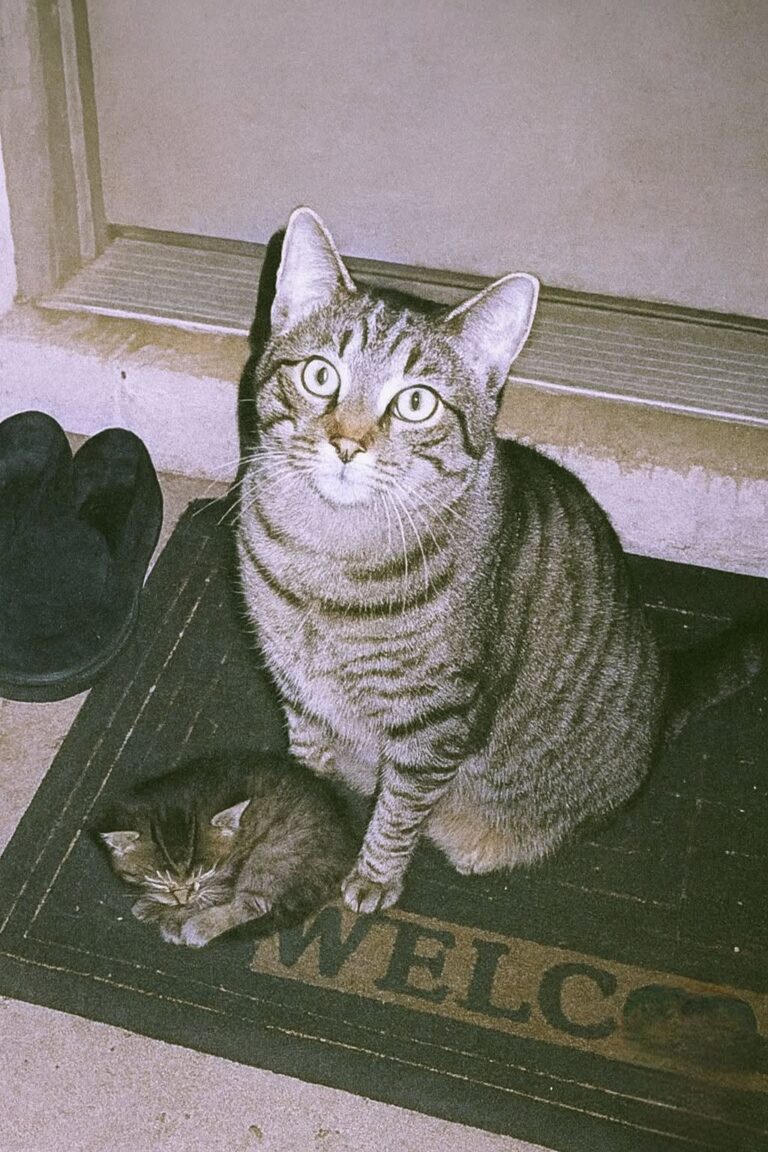 Milo, il gatto sordo che trova una cucciola in giardino e la porta a casa Milo è nato sordo, ma ha percepito il bisogno di una gattina di poche settimane e l’ha condotta fino alla porta. Quando Milo è stato adottato, due anni fa, la sordità sembrava destinata a segnare ogni forma di comunicazione. Nessuna voce da riconoscere, nessun richiamo a cui rispondere, nessun rumore capace di annunciargli un ritorno. Sembrava esserci un confine silenzioso tra lui e il resto della casa. Con il tempo, però, quel confine si è rivelato molto meno importante di quanto potesse sembrare. Milo ha imparato a capire gesti, presenze, abitudini e sguardi. Non ha mai avuto bisogno dei suoni per costruire un legame. Ha trovato un altro modo per stare vicino, fatto di attenzione, fiducia e presenza costante. Poi, un giorno qualunque, ha dimostrato qualcosa di ancora più sorprendente. Milo trova una gattina in giardino Al rientro dal lavoro, la sua proprietaria lo ha trovato seduto davanti alla porta. Non era nella solita posizione di attesa. Aveva uno sguardo diverso, più fermo, come se stesse chiedendo attenzione per qualcosa di urgente. Tra le sue zampe c’era una gattina minuscola. Tremava, era molto piccola, probabilmente di appena tre settimane. Milo l’aveva trovata in giardino e l’aveva portata fino all’ingresso, senza agitarsi e senza lasciarla sola. Non poteva aver sentito il suo miagolio. Non poteva essere stato richiamato dal pianto, né da un suono. Eppure aveva capito. La piccola, poi chiamata Stella, era fragile e aveva bisogno di aiuto. Milo sembrava averlo percepito in un altro modo, attraverso la vista, l’istinto, la vicinanza. Si era accorto di lei e aveva fatto l’unica cosa possibile: condurla verso casa. Stella accolta grazie al gatto che non può sentire Da quel momento, Stella è entrata nella vita di Milo e della sua famiglia. La casa che fino a poco prima apparteneva a un solo gatto ha iniziato a cambiare ritmo, adattandosi alla presenza di una cucciola da proteggere, nutrire e rassicurare. Il comportamento di Milo ha colpito per la sua naturalezza. Non si è limitato a trovare la gattina. Dopo averla portata al sicuro, ha continuato a restarle vicino. La osserva, la scalda, la segue nei primi movimenti e sembra controllare che non si allontani troppo. Per un gatto nato sordo, ogni relazione passa attraverso canali diversi. Milo non sente il miagolio di Stella, non percepisce i piccoli rumori che un cucciolo produce, non può orientarsi attraverso il suono. Ma riesce comunque a capirla. La guarda, ne interpreta i movimenti, le resta accanto con una delicatezza costante. Una famiglia nata nel silenzio La storia di Milo e Stella racconta un legame che non ha bisogno di voce. Un gatto sordo ha riconosciuto la fragilità di una cucciola e ha chiesto aiuto nel solo modo che conosceva: portandola davanti alla porta, davanti alla persona di cui si fidava. Non c’è stato un richiamo, non c’è stato un rumore a guidarlo. C’è stata attenzione. C’è stata una forma di ascolto diversa, più silenziosa ma non meno profonda. Oggi Milo e Stella vivono nella stessa casa. Lui la protegge con pazienza, la accompagna nei primi giorni e sembra aver assunto spontaneamente il ruolo di guida. Lei, ancora piccola, trova in lui calore e sicurezza. Per chi li guarda, quella convivenza è diventata una lezione semplice. L’amore non sempre passa dalle parole, dai suoni o dai segnali più evidenti. A volte si manifesta in un gesto concreto: trovare chi ha bisogno, portarlo al sicuro e restare lì. Milo non può sentire. Ma ha saputo ascoltare ciò che contava.