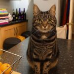 Gatto si presenta ogni sera davanti alla porta: non chiede cibo, solo carezze