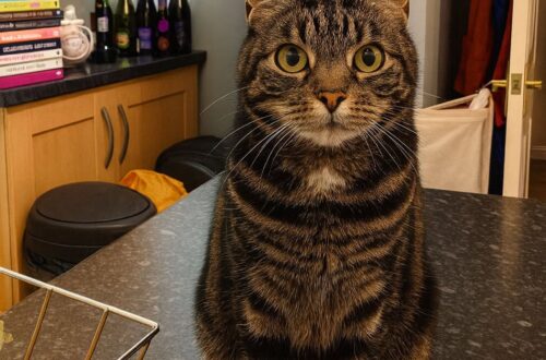 Un gatto entra ogni sera in una casa non sua, si sistema in cucina e cerca soltanto attenzioni e coccole.