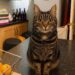 Un gatto entra ogni sera in una casa non sua, si sistema in cucina e cerca soltanto attenzioni e coccole.