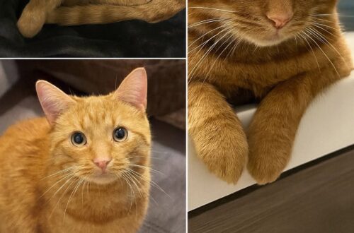 Il gatto arancione entra in cucina senza collare e decide da solo la sua nuova casa Un gatto arancione senza collare ha iniziato a presentarsi ogni sera davanti a una porta, fino a diventare parte della casa. Non aveva un collare, non sembrava spaventato e non faceva nulla per attirare attenzione. È entrato in cucina con una naturalezza insolita, come se conoscesse già il percorso e avesse soltanto deciso di presentarsi con qualche giorno di ritardo. Un gatto arancione, pulito, composto, sicuro nei movimenti. Chi se lo è trovato davanti ha pensato subito a un errore. Non poteva essere suo. Doveva appartenere a qualcuno del quartiere, forse si era allontanato da casa o aveva trovato una porta aperta. Eppure lui non dava l’impressione di essersi perso. Restava fermo, osservava e sembrava aspettare soltanto che la situazione venisse accettata. Il gatto arancione che tornava ogni sera I primi tentativi sono stati quelli più normali. Sono state fatte verifiche, bussate porte, chieste informazioni a chi abitava nelle vicinanze. Sono stati condivisi messaggi per capire se qualcuno lo stesse cercando. Nessuno, però, ha reclamato quel gatto. Nel frattempo lui continuava a tornare. Sempre alla stessa ora, sempre con la stessa calma. Si sedeva davanti all’ingresso senza agitarsi, senza miagolare con insistenza, senza comportarsi come un animale in difficoltà. Sembrava piuttosto un ospite convinto di avere scelto il posto giusto. Quella sicurezza ha finito per cambiare il modo in cui veniva guardato. Non era più soltanto un gatto di passaggio. Era una presenza regolare, precisa, quasi familiare. Ogni sera si ripresentava con la stessa compostezza, come se quella porta fosse ormai diventata parte della sua routine. Dalla ciotola alla sedia di casa All’inizio gli è stata lasciata una ciotola. Poi un piccolo spazio dove riposare. Nulla che dovesse sembrare definitivo, almeno nelle intenzioni. L’idea era ancora quella di aiutarlo temporaneamente, in attesa di capire se avesse una famiglia o un posto in cui tornare. Il gatto, però, sembrava avere un programma diverso. Entrava, si sistemava, osservava gli spazi e prendeva confidenza con la casa senza alcuna fretta. Non forzava nulla, ma avanzava di giorno in giorno, con la pazienza di chi sa aspettare il momento giusto. Quel momento è arrivato quando è stato trovato sulla sedia di casa, rilassato e perfettamente a suo agio. Non sembrava un animale ospite. Sembrava già il proprietario silenzioso di quell’angolo. A quel punto, ogni spiegazione è diventata inutile. Gli è stato detto che quella non poteva essere una soluzione definitiva. Lui ha chiuso gli occhi, calmo, senza cambiare posizione. Un gesto minimo, ma sufficiente a chiarire tutto. Una scelta fatta dal gatto Non sempre un’adozione nasce da una decisione immediata. A volte comincia con una porta attraversata, una ciotola lasciata per gentilezza, una presenza che torna sera dopo sera fino a diventare abitudine. In questo caso, il confine tra ospitalità e famiglia si è spostato lentamente, senza dichiarazioni. Il gatto arancione ha scelto con discrezione. Non ha chiesto, non ha insistito, non ha mostrato paura. Ha semplicemente individuato un luogo sicuro e una persona affidabile, comportandosi fin dall’inizio come se sapesse che lì avrebbe trovato casa. Chi lo ha accolto pensava di avere davanti un animale da aiutare per poco tempo. Poi ha capito che la scelta era già stata fatta, ma non da lui. Il gatto era entrato nella sua cucina, nella sua routine e infine nella sua vita. Non era un’adozione programmata. Era una decisione presa con la calma assoluta di un felino convinto di sapere esattamente dove andare.