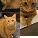 Il gatto arancione entra in cucina senza collare e decide da solo la sua nuova casa Un gatto arancione senza collare ha iniziato a presentarsi ogni sera davanti a una porta, fino a diventare parte della casa. Non aveva un collare, non sembrava spaventato e non faceva nulla per attirare attenzione. È entrato in cucina con una naturalezza insolita, come se conoscesse già il percorso e avesse soltanto deciso di presentarsi con qualche giorno di ritardo. Un gatto arancione, pulito, composto, sicuro nei movimenti. Chi se lo è trovato davanti ha pensato subito a un errore. Non poteva essere suo. Doveva appartenere a qualcuno del quartiere, forse si era allontanato da casa o aveva trovato una porta aperta. Eppure lui non dava l’impressione di essersi perso. Restava fermo, osservava e sembrava aspettare soltanto che la situazione venisse accettata. Il gatto arancione che tornava ogni sera I primi tentativi sono stati quelli più normali. Sono state fatte verifiche, bussate porte, chieste informazioni a chi abitava nelle vicinanze. Sono stati condivisi messaggi per capire se qualcuno lo stesse cercando. Nessuno, però, ha reclamato quel gatto. Nel frattempo lui continuava a tornare. Sempre alla stessa ora, sempre con la stessa calma. Si sedeva davanti all’ingresso senza agitarsi, senza miagolare con insistenza, senza comportarsi come un animale in difficoltà. Sembrava piuttosto un ospite convinto di avere scelto il posto giusto. Quella sicurezza ha finito per cambiare il modo in cui veniva guardato. Non era più soltanto un gatto di passaggio. Era una presenza regolare, precisa, quasi familiare. Ogni sera si ripresentava con la stessa compostezza, come se quella porta fosse ormai diventata parte della sua routine. Dalla ciotola alla sedia di casa All’inizio gli è stata lasciata una ciotola. Poi un piccolo spazio dove riposare. Nulla che dovesse sembrare definitivo, almeno nelle intenzioni. L’idea era ancora quella di aiutarlo temporaneamente, in attesa di capire se avesse una famiglia o un posto in cui tornare. Il gatto, però, sembrava avere un programma diverso. Entrava, si sistemava, osservava gli spazi e prendeva confidenza con la casa senza alcuna fretta. Non forzava nulla, ma avanzava di giorno in giorno, con la pazienza di chi sa aspettare il momento giusto. Quel momento è arrivato quando è stato trovato sulla sedia di casa, rilassato e perfettamente a suo agio. Non sembrava un animale ospite. Sembrava già il proprietario silenzioso di quell’angolo. A quel punto, ogni spiegazione è diventata inutile. Gli è stato detto che quella non poteva essere una soluzione definitiva. Lui ha chiuso gli occhi, calmo, senza cambiare posizione. Un gesto minimo, ma sufficiente a chiarire tutto. Una scelta fatta dal gatto Non sempre un’adozione nasce da una decisione immediata. A volte comincia con una porta attraversata, una ciotola lasciata per gentilezza, una presenza che torna sera dopo sera fino a diventare abitudine. In questo caso, il confine tra ospitalità e famiglia si è spostato lentamente, senza dichiarazioni. Il gatto arancione ha scelto con discrezione. Non ha chiesto, non ha insistito, non ha mostrato paura. Ha semplicemente individuato un luogo sicuro e una persona affidabile, comportandosi fin dall’inizio come se sapesse che lì avrebbe trovato casa. Chi lo ha accolto pensava di avere davanti un animale da aiutare per poco tempo. Poi ha capito che la scelta era già stata fatta, ma non da lui. Il gatto era entrato nella sua cucina, nella sua routine e infine nella sua vita. Non era un’adozione programmata. Era una decisione presa con la calma assoluta di un felino convinto di sapere esattamente dove andare.