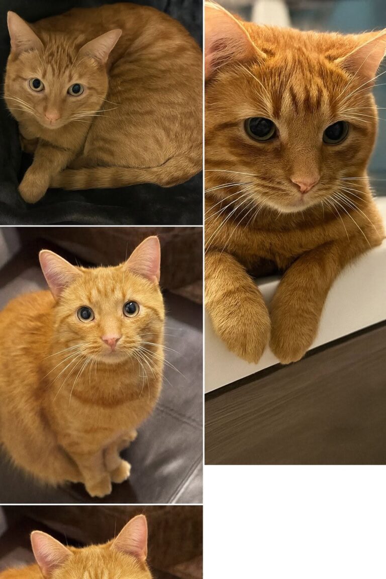 Il gatto arancione entra in cucina senza collare e decide da solo la sua nuova casa Un gatto arancione senza collare ha iniziato a presentarsi ogni sera davanti a una porta, fino a diventare parte della casa. Non aveva un collare, non sembrava spaventato e non faceva nulla per attirare attenzione. È entrato in cucina con una naturalezza insolita, come se conoscesse già il percorso e avesse soltanto deciso di presentarsi con qualche giorno di ritardo. Un gatto arancione, pulito, composto, sicuro nei movimenti. Chi se lo è trovato davanti ha pensato subito a un errore. Non poteva essere suo. Doveva appartenere a qualcuno del quartiere, forse si era allontanato da casa o aveva trovato una porta aperta. Eppure lui non dava l’impressione di essersi perso. Restava fermo, osservava e sembrava aspettare soltanto che la situazione venisse accettata. Il gatto arancione che tornava ogni sera I primi tentativi sono stati quelli più normali. Sono state fatte verifiche, bussate porte, chieste informazioni a chi abitava nelle vicinanze. Sono stati condivisi messaggi per capire se qualcuno lo stesse cercando. Nessuno, però, ha reclamato quel gatto. Nel frattempo lui continuava a tornare. Sempre alla stessa ora, sempre con la stessa calma. Si sedeva davanti all’ingresso senza agitarsi, senza miagolare con insistenza, senza comportarsi come un animale in difficoltà. Sembrava piuttosto un ospite convinto di avere scelto il posto giusto. Quella sicurezza ha finito per cambiare il modo in cui veniva guardato. Non era più soltanto un gatto di passaggio. Era una presenza regolare, precisa, quasi familiare. Ogni sera si ripresentava con la stessa compostezza, come se quella porta fosse ormai diventata parte della sua routine. Dalla ciotola alla sedia di casa All’inizio gli è stata lasciata una ciotola. Poi un piccolo spazio dove riposare. Nulla che dovesse sembrare definitivo, almeno nelle intenzioni. L’idea era ancora quella di aiutarlo temporaneamente, in attesa di capire se avesse una famiglia o un posto in cui tornare. Il gatto, però, sembrava avere un programma diverso. Entrava, si sistemava, osservava gli spazi e prendeva confidenza con la casa senza alcuna fretta. Non forzava nulla, ma avanzava di giorno in giorno, con la pazienza di chi sa aspettare il momento giusto. Quel momento è arrivato quando è stato trovato sulla sedia di casa, rilassato e perfettamente a suo agio. Non sembrava un animale ospite. Sembrava già il proprietario silenzioso di quell’angolo. A quel punto, ogni spiegazione è diventata inutile. Gli è stato detto che quella non poteva essere una soluzione definitiva. Lui ha chiuso gli occhi, calmo, senza cambiare posizione. Un gesto minimo, ma sufficiente a chiarire tutto. Una scelta fatta dal gatto Non sempre un’adozione nasce da una decisione immediata. A volte comincia con una porta attraversata, una ciotola lasciata per gentilezza, una presenza che torna sera dopo sera fino a diventare abitudine. In questo caso, il confine tra ospitalità e famiglia si è spostato lentamente, senza dichiarazioni. Il gatto arancione ha scelto con discrezione. Non ha chiesto, non ha insistito, non ha mostrato paura. Ha semplicemente individuato un luogo sicuro e una persona affidabile, comportandosi fin dall’inizio come se sapesse che lì avrebbe trovato casa. Chi lo ha accolto pensava di avere davanti un animale da aiutare per poco tempo. Poi ha capito che la scelta era già stata fatta, ma non da lui. Il gatto era entrato nella sua cucina, nella sua routine e infine nella sua vita. Non era un’adozione programmata. Era una decisione presa con la calma assoluta di un felino convinto di sapere esattamente dove andare.