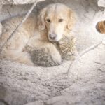 Golden Retriever resta tra le macerie dopo il terremoto per proteggere il gatto ferito