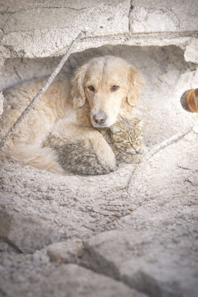 Dopo il crollo di una casa, un Golden Retriever è rimasto accanto al gatto della famiglia fino all’arrivo dei soccorritori.