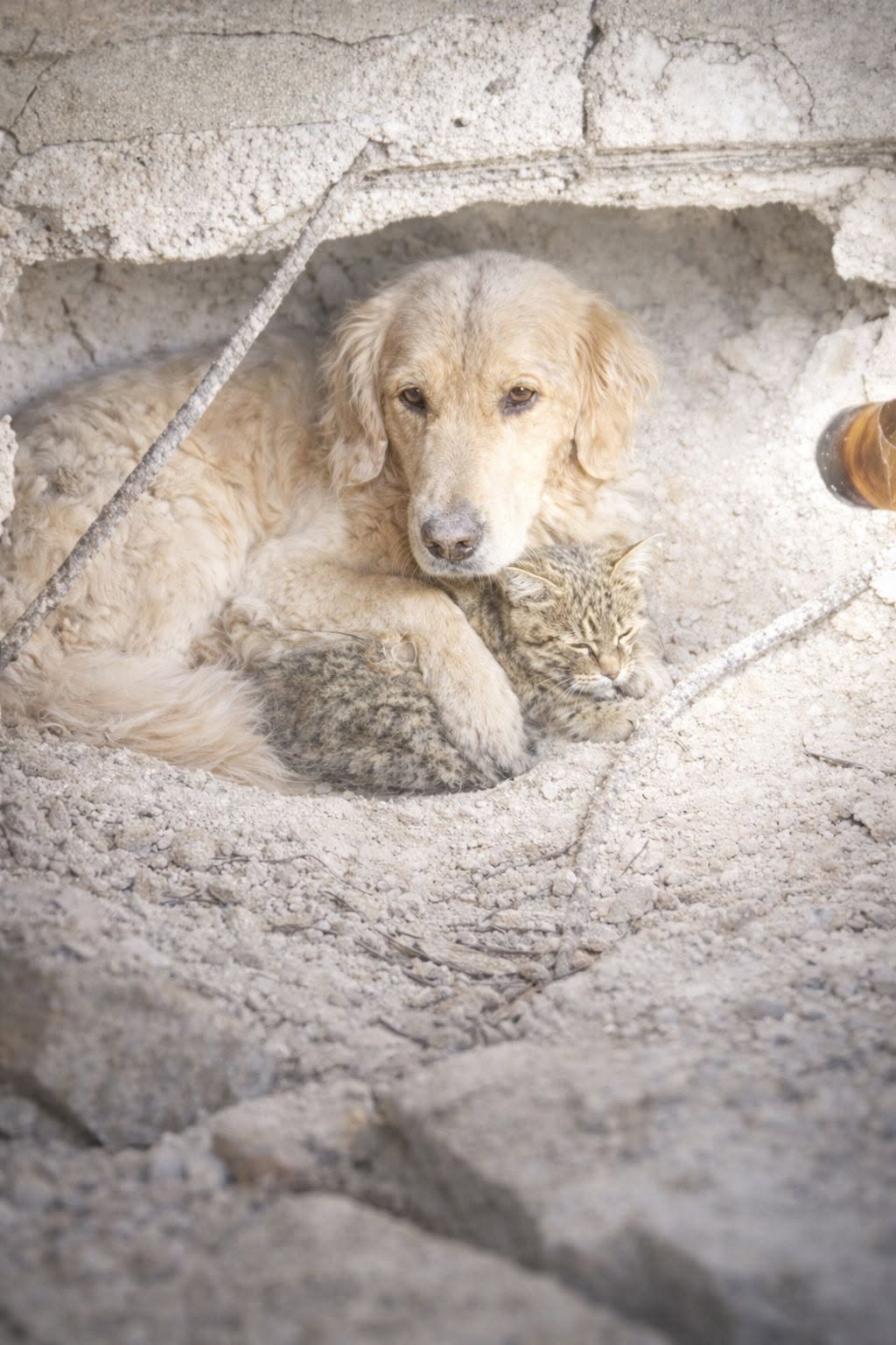 Dopo il crollo di una casa, un Golden Retriever è rimasto accanto al gatto della famiglia fino all’arrivo dei soccorritori.