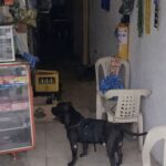 Max fa la spesa per la signora Graciela, il pitbull che aiuta la sua padrona ogni settimana