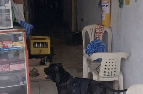 Max accompagna la quotidianità della signora Graciela: con la sua imbragatura porta lista, denaro e spesa fino a casa.