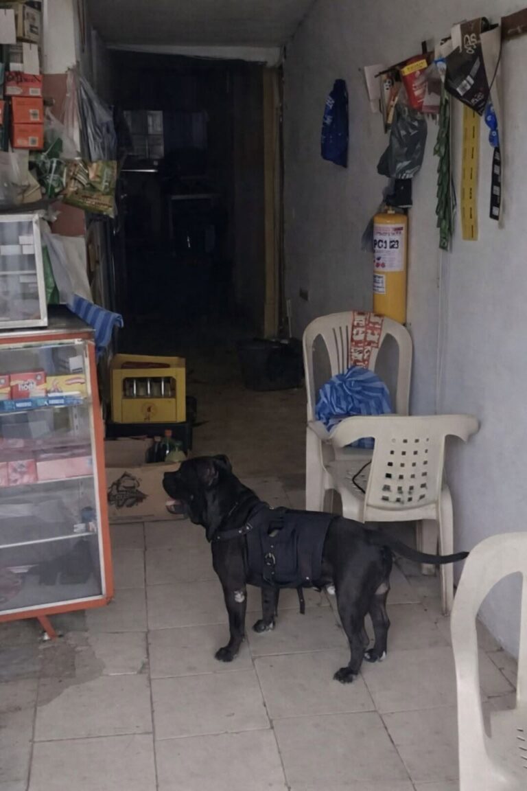 Max accompagna la quotidianità della signora Graciela: con la sua imbragatura porta lista, denaro e spesa fino a casa.