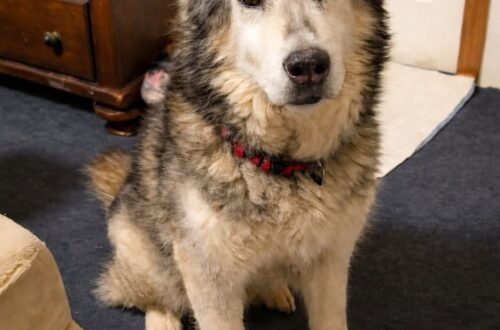 Kodi, un Husky anziano lasciato al rifugio dal proprietario, ha trovato una nuova casa grazie a una donna che ha scelto proprio lui.