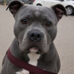 Ritrova dopo nove anni Titan, il cane che aveva cresciuto da cucciolo