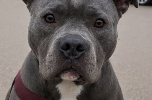 Ritrova dopo nove anni Titan, il cane che aveva cresciuto da cucciolo Una donna ha riconosciuto Titan fuori da Target: oggi è un cane di allerta medica e vive accanto alla sua nuova famiglia. Stava caricando la spesa in macchina, nel parcheggio di Target, quando si è accorta di essere osservata. Poco distante, una donna fissava lei e Titan, il suo cane di dieci anni. Non era uno sguardo qualunque. C’era esitazione, sorpresa, quasi il timore di avvicinarsi troppo a un ricordo rimasto aperto per anni. Titan è un American Bully e indossa il giubbotto da cane di allerta medica. Per chi lo incontra, quel dettaglio racconta già una parte della sua vita attuale. Per quella donna, invece, è bastato guardarlo negli occhi per riconoscere qualcosa di molto più antico. Quando si è avvicinata, ha fatto una domanda con voce incerta. Voleva sapere se quel cane si chiamasse davvero Titan. Appena ha ricevuto conferma, non è riuscita a trattenere le lacrime. Titan ritrovato dopo nove anni La donna ha raccontato di aver cresciuto Titan da cucciolo fino a quando aveva quasi due anni. Poi era arrivato il momento dell’addestramento e le loro strade si erano separate. Da allora non lo aveva più rivisto. Nove anni senza sapere dove fosse finito, senza avere notizie certe, ma con il pensiero rimasto legato a quel cane che aveva accompagnato una parte importante della sua vita. Per dimostrare che non si trattava di una semplice somiglianza, ha mostrato alcune fotografie. Nelle immagini c’era Titan da piccolo, più rotondo, con lo stesso sguardo dolce che ancora oggi lo distingue. Il tempo lo aveva cambiato nel corpo, ma non negli occhi. Poi ha ricordato una frase che le era rimasta impressa: «Mi dissero che era troppo sensibile». Una definizione che allora poteva sembrare un limite, ma che con il tempo si è trasformata nella sua qualità più preziosa. Il cane che percepisce i cali di glicemia Guardando il giubbotto di Titan, la donna ha chiesto quale fosse oggi il suo compito. La risposta ha dato un senso nuovo a quella vecchia sensibilità. Titan è diventato un cane di allerta medica: riesce a percepire i cali di glicemia prima che si manifestino, permettendo alla persona che assiste di intervenire in tempo. A quel punto la donna ha annuito, commossa. Quel comportamento lo conosceva già. «Lo faceva anche con me. Capiva quando non stavo bene». In quelle parole c’era la conferma di un istinto che Titan aveva mostrato fin da giovane, molto prima di indossare un giubbotto e ricevere un compito preciso. La sua capacità di cogliere i segnali del corpo umano, unita a un temperamento attento e delicato, gli ha permesso di diventare molto più di un animale da compagnia. Per la sua famiglia attuale è una presenza quotidiana, ma anche una sicurezza concreta. Il saluto nel parcheggio di Target Prima di andare via, la donna si è inginocchiata davanti a lui. Titan non ha esitato. Si è avvicinato subito, appoggiando la testa sulla sua spalla, come se quel distacco lungo nove anni non avesse cancellato nulla. Il momento è durato pochi istanti, ma ha restituito a entrambi qualcosa che sembrava perduto. Lei lo ha stretto a sé e gli ha sussurrato: «Grazie per la vita che gli hai dato». Una frase semplice, rivolta al cane ma anche a chi oggi si prende cura di lui. Da quel giorno, il legame non si è più interrotto del tutto. Ogni domenica arriva una foto di Titan, un piccolo aggiornamento sulla sua vita, sui suoi giorni, sul cane che una donna aveva amato da cucciolo e che non aveva mai dimenticato. La storia di Titan racconta quanto certi legami resistano al tempo. Un cane può cambiare casa, ruolo e abitudini, ma non sempre cancella ciò che ha conosciuto. A volte basta un incontro casuale in un parcheggio per riportare alla luce una memoria rimasta intatta.