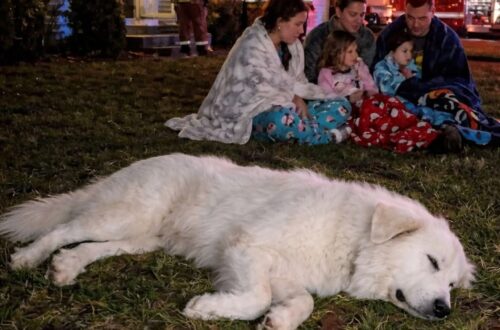 Il cane da montagna dei Pirenei era considerato troppo pigro per fare la guardia, ma ha percepito il pericolo prima di tutti.