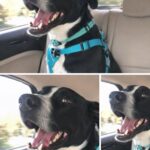 Vanno al rifugio per donare gli oggetti del loro cane e tornano a casa con un labrador nero