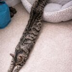 Vede una sagoma sul pavimento e pensa a un serpente: era la sua gatta distesa