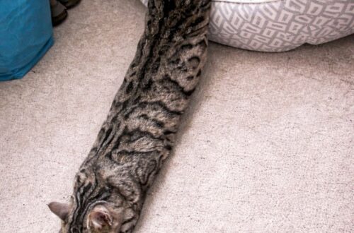 Una gatta distesa sul pavimento ha provocato un risveglio movimentato al suo proprietario, convinto per qualche secondo di avere un serpente in casa.