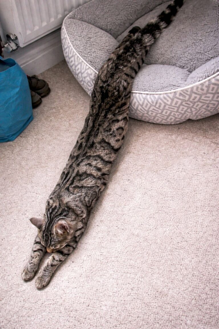 Una gatta distesa sul pavimento ha provocato un risveglio movimentato al suo proprietario, convinto per qualche secondo di avere un serpente in casa.