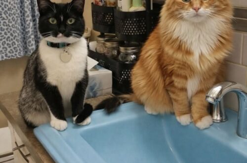 Dopo la fine improvvisa della relazione, due gatti rimasti in casa hanno trasformato un’assenza in una nuova forma di compagnia. Non c’è stato un litigio finale, né una spiegazione capace di dare un ordine a ciò che stava accadendo. Un giorno era ancora parte della casa, delle abitudini, dei gesti quotidiani. Il giorno dopo non c’era più. Nessun addio vero, nessuna frase conclusiva, soltanto un’assenza difficile da accettare. La fine di una relazione, quando arriva così, lascia spesso più domande che risposte. Ma in quella casa non era rimasta sola una persona. C’erano anche due gatti, abituati a riconoscere passi, voce, orari, presenze. Animali che non potevano capire il peso di una separazione, ma percepivano perfettamente che qualcosa era cambiato. Per settimane hanno continuato ad aspettarlo. Di notte si sistemavano davanti alla porta, immobili, pazienti, come se quel punto della casa potesse restituire da un momento all’altro ciò che mancava. Non facevano rumore. Restavano lì, con la testardaggine silenziosa di chi non sa che certe assenze possono diventare definitive. I due gatti rimasti dopo la separazione All’inizio la loro presenza sembrava quasi aumentare il dolore. Ogni sguardo verso la porta, ogni attesa, ogni movimento verso un rumore esterno riportava alla stessa mancanza. Quei due gatti non erano stati scelti da lei come parte di una nuova vita. Erano rimasti lì dopo una frattura che nessuno aveva davvero preparato. Prima cercavano lui. Si accoccolavano al suo fianco, seguivano i suoi movimenti, occupavano gli spazi che conoscevano meglio. Poi, lentamente, hanno iniziato a spostarsi. Non verso un’altra attesa, ma verso la persona che era rimasta. Hanno cominciato a seguirla nelle stanze, a osservare i gesti più normali della giornata, a entrare nella sua routine con una naturalezza inattesa. Dove prima c’era silenzio, sono arrivate fusa leggere. Dove prima pesava il vuoto, sono comparsi musetti appoggiati, zampe sul letto, presenze discrete ma costanti. Quando il dolore cambia forma dentro casa Non è stato immediato capire cosa rappresentassero davvero. In un primo momento c’era confusione: affetto, nostalgia, rabbia, responsabilità. Quei gatti erano parte di una storia finita, ma anche creature vive, presenti, capaci di chiedere cura senza parole. Con il passare dei giorni, la convivenza ha assunto un significato diverso. Non erano più soltanto il ricordo di chi se n’era andato. Erano diventati compagnia reale. Non cancellavano l’abbandono, ma impedivano alla casa di svuotarsi del tutto. La notte, quando il silenzio diventava più pesante, uno dei due si avvicinava. L’altro si sistemava poco distante. Nessun gesto clamoroso, nessuna consolazione costruita. Solo la presenza fisica di due animali che avevano perso anche loro un riferimento e stavano imparando a cercarne un altro. La scelta di restare con loro A un certo punto, la domanda non era più perché fossero rimasti. La risposta era nei gesti quotidiani. Erano lì perché quella era ancora la loro casa, perché avevano bisogno di stabilità e perché, senza saperlo, stavano offrendo la stessa cosa. La donna non aveva scelto la fine della relazione. Non aveva scelto il silenzio, né il modo in cui tutto era cambiato. Ma ha scelto cosa fare dopo. Ha scelto di restare, di prendersi cura di quei due gatti e di non trasformare un dolore ricevuto in un altro abbandono. Oggi quei due animali non aspettano più davanti alla porta come nelle prime settimane. Cercano il divano, il letto, le mani, la voce di chi è rimasto. Hanno cambiato abitudini, come succede quando una casa prova lentamente a ricomporsi. La loro storia non parla solo di una separazione. Racconta il modo in cui un legame può nascere anche dentro una perdita, senza essere cercato e senza bisogno di molte parole. Lui se n’è andato. Loro sono rimasti. E, giorno dopo giorno, hanno scelto una nuova persona a cui appartenere.