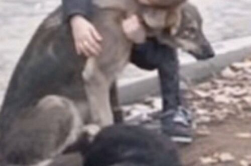 Una madre ha scoperto dalle telecamere che il figlio divideva ogni giorno il pranzo con due cani randagi davanti casa. Per diversi giorni quella madre aveva notato qualcosa di insolito. Suo figlio rientrava da scuola con una fame evidente, come se durante la mattinata non avesse mangiato nulla. Eppure ogni giorno usciva di casa con il pranzo preparato con cura, sistemato nello zaino prima di andare a lezione. All’inizio poteva sembrare una semplice fase: più appetito, giornate più lunghe, magari la voglia di mangiare qualcosa di diverso al ritorno. Ma il dettaglio si ripeteva con troppa precisione. Ogni pomeriggio la stessa scena, lo stesso rientro affamato, la stessa sensazione che qualcosa non tornasse. Spinta dalla preoccupazione, la donna ha deciso di controllare le immagini della telecamera installata davanti casa. Cercava una spiegazione semplice. Quello che ha visto, invece, le ha mostrato una routine silenziosa che il bambino aveva tenuto per sé. Il bambino divideva il pranzo con due cani randagi Ogni mattina, poco dopo essere uscito dal cancello, il bambino trovava ad aspettarlo due cagnolini randagi. Erano magri, tranquilli, sempre nello stesso punto. Non correvano, non abbaiavano, non sembravano chiedere con insistenza. Restavano lì, come se ormai sapessero che quel piccolo appuntamento si sarebbe ripetuto. Il bambino si sedeva sul marciapiede, apriva lo zaino e tirava fuori il pranzo preparato dalla madre. Poi lo divideva con loro, boccone dopo boccone, senza conservarne una parte per sé. Non si trattava di avanzi o di un gesto fatto in fretta. Dalle immagini si vedeva una cura precisa, quasi abituale. Li nutriva con calma, li accarezzava, aspettava che mangiassero. Prima di andare a scuola li salutava stringendoli a sé. Un momento breve, ma sufficiente a raccontare un legame nato lontano dagli occhi degli adulti. Per questo, ogni giorno, il bambino arrivava a scuola con lo zaino vuoto. E ogni pomeriggio tornava a casa affamato, senza però lamentarsi o chiedere qualcosa in più. La scoperta della madre davanti alle immagini Guardando quelle riprese, la madre ha capito perché il pranzo spariva ogni mattina. Non c’erano sprechi, disattenzioni o capricci. C’era un bambino che aveva scelto di condividere ciò che aveva con due animali senza casa. La donna, commossa e preoccupata allo stesso tempo, ha deciso di parlarne con lui. Voleva capire da quanto tempo andasse avanti quella piccola abitudine e perché non avesse detto nulla. La risposta è arrivata con una semplicità disarmante. Quando gli ha chiesto il motivo di quel gesto, il bambino ha risposto: «Loro non hanno una mamma che gli prepara il pranzo. Io sì». Una frase breve, senza spiegazioni aggiunte, capace però di chiarire tutto. Per lui non era un sacrificio, né qualcosa da raccontare per ricevere approvazione. Era una conseguenza naturale di ciò che aveva visto: due cani affamati e nessuno che si occupasse di loro. Un gesto nato senza cercare attenzione La storia non racconta soltanto l’affetto di un bambino per due animali randagi. Mostra anche la naturalezza con cui, a volte, i più piccoli riescono a riconoscere un bisogno concreto e a rispondere con quello che hanno. Il bambino non aveva organizzato nulla di grande. Non aveva chiesto aiuto, non aveva fatto proclami, non aveva trasformato quel gesto in una richiesta. Ogni mattina apriva lo zaino e divideva il pranzo, accettando poi di restare senza cibo fino al rientro a casa. La madre, davanti a quella scoperta, si è trovata di fronte a un misto di tenerezza e responsabilità. Da una parte la preoccupazione per il figlio, che non mangiava durante la giornata. Dall’altra la consapevolezza di aver visto un gesto limpido, nato da una forma istintiva di cura. Quei due cagnolini, magri e silenziosi davanti al cancello, avevano trovato in lui un punto fermo. E il bambino, senza rendersene conto, aveva trasformato il suo pranzo quotidiano in un atto di attenzione. Piccolo nei mezzi, ma enorme nel significato.
