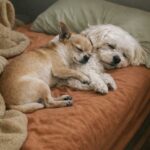 Le chiede di scegliere tra lui e i cani nel letto, lei resta con Nala e Pistacchio