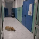 Mercato San Severino saluta Coco, il cane che per dieci anni è rimasto nell’ospedale dopo la morte del proprietario