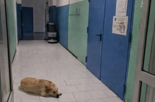 Mercato San Severino saluta Coco, il cane che per dieci anni è rimasto nell’ospedale dopo la morte del proprietario Coco, il cane simbolo dell’ospedale di Mercato San Severino, è morto a 13 anni dopo una lunga storia di fedeltà. Per dieci anni Coco è rimasto lì, tra gli spazi dell’ospedale di Mercato San Severino, come se quel luogo custodisse ancora qualcosa che non voleva lasciare andare. Era arrivato dopo la morte del suo proprietario e da allora non si era più allontanato davvero dal presidio sanitario Gaetano Fucito. Non era un cane di passaggio. Con il tempo era diventato una presenza riconosciuta da medici, infermieri e personale dell’ospedale. Lo vedevano ogni giorno, spesso negli stessi punti, con quell’andatura discreta di chi conosce bene un posto e sembra averne fatto la propria casa. Coco, il cane dell’ospedale di Mercato San Severino La sua storia era cominciata con un’assenza. Dopo la scomparsa del proprietario, avvenuta circa dieci anni fa, Coco aveva scelto di restare nell’ospedale. Non si era lasciato portare lontano da quel luogo, né aveva smesso di tornare nei corridoi dove aveva trascorso l’ultimo tratto accanto al suo umano. Per molti, quella presenza silenziosa era diventata parte della quotidianità del Gaetano Fucito. Il personale sanitario si prendeva cura di lui, offrendogli attenzioni e affetto. Coco ricambiava con una fedeltà quieta, fatta di abitudini, soste e ritorni sempre uguali. Spesso veniva visto davanti a una porta chiusa, quella dietro cui aveva salutato per l’ultima volta il suo proprietario. Un gesto ripetuto negli anni, che aveva reso ancora più forte il significato della sua permanenza in ospedale. Una presenza familiare per medici e infermieri Con il passare del tempo Coco non era più soltanto il cane rimasto dopo una perdita. Era diventato un simbolo riconoscibile per chi lavorava e passava dall’ospedale di Mercato San Severino. La sua presenza raccontava senza parole un legame rimasto intatto, nonostante gli anni e l’assenza. Aveva 13 anni e gran parte della sua vita l’aveva trascorsa proprio lì, nel presidio sanitario che per lui era diventato casa. Dieci anni vissuti tra corridoi, ingressi e spazi familiari, accanto a persone che avevano imparato a conoscerlo e a volergli bene. La sua morte lascia un vuoto in chi ogni giorno era abituato a incontrarlo. Non solo per l’affetto verso un animale, ma per ciò che Coco rappresentava: una forma di fedeltà semplice, ostinata, rimasta legata a un luogo e a una persona anche dopo l’ultimo saluto. A Mercato San Severino, il ricordo di Coco resterà legato all’ospedale Gaetano Fucito e a quella storia silenziosa che per anni ha accompagnato la vita del presidio.