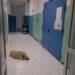 Mercato San Severino saluta Coco, il cane che per dieci anni è rimasto nell’ospedale dopo la morte del proprietario Coco, il cane simbolo dell’ospedale di Mercato San Severino, è morto a 13 anni dopo una lunga storia di fedeltà. Per dieci anni Coco è rimasto lì, tra gli spazi dell’ospedale di Mercato San Severino, come se quel luogo custodisse ancora qualcosa che non voleva lasciare andare. Era arrivato dopo la morte del suo proprietario e da allora non si era più allontanato davvero dal presidio sanitario Gaetano Fucito. Non era un cane di passaggio. Con il tempo era diventato una presenza riconosciuta da medici, infermieri e personale dell’ospedale. Lo vedevano ogni giorno, spesso negli stessi punti, con quell’andatura discreta di chi conosce bene un posto e sembra averne fatto la propria casa. Coco, il cane dell’ospedale di Mercato San Severino La sua storia era cominciata con un’assenza. Dopo la scomparsa del proprietario, avvenuta circa dieci anni fa, Coco aveva scelto di restare nell’ospedale. Non si era lasciato portare lontano da quel luogo, né aveva smesso di tornare nei corridoi dove aveva trascorso l’ultimo tratto accanto al suo umano. Per molti, quella presenza silenziosa era diventata parte della quotidianità del Gaetano Fucito. Il personale sanitario si prendeva cura di lui, offrendogli attenzioni e affetto. Coco ricambiava con una fedeltà quieta, fatta di abitudini, soste e ritorni sempre uguali. Spesso veniva visto davanti a una porta chiusa, quella dietro cui aveva salutato per l’ultima volta il suo proprietario. Un gesto ripetuto negli anni, che aveva reso ancora più forte il significato della sua permanenza in ospedale. Una presenza familiare per medici e infermieri Con il passare del tempo Coco non era più soltanto il cane rimasto dopo una perdita. Era diventato un simbolo riconoscibile per chi lavorava e passava dall’ospedale di Mercato San Severino. La sua presenza raccontava senza parole un legame rimasto intatto, nonostante gli anni e l’assenza. Aveva 13 anni e gran parte della sua vita l’aveva trascorsa proprio lì, nel presidio sanitario che per lui era diventato casa. Dieci anni vissuti tra corridoi, ingressi e spazi familiari, accanto a persone che avevano imparato a conoscerlo e a volergli bene. La sua morte lascia un vuoto in chi ogni giorno era abituato a incontrarlo. Non solo per l’affetto verso un animale, ma per ciò che Coco rappresentava: una forma di fedeltà semplice, ostinata, rimasta legata a un luogo e a una persona anche dopo l’ultimo saluto. A Mercato San Severino, il ricordo di Coco resterà legato all’ospedale Gaetano Fucito e a quella storia silenziosa che per anni ha accompagnato la vita del presidio.