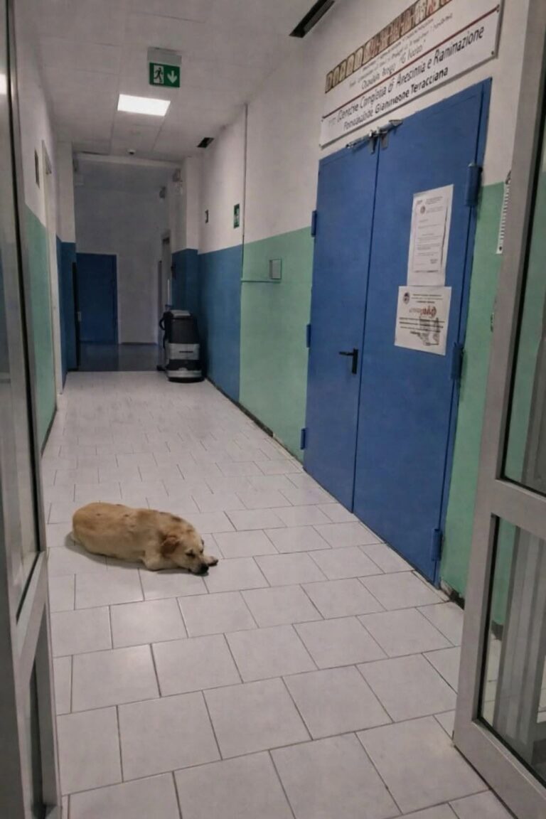Mercato San Severino saluta Coco, il cane che per dieci anni è rimasto nell’ospedale dopo la morte del proprietario Coco, il cane simbolo dell’ospedale di Mercato San Severino, è morto a 13 anni dopo una lunga storia di fedeltà. Per dieci anni Coco è rimasto lì, tra gli spazi dell’ospedale di Mercato San Severino, come se quel luogo custodisse ancora qualcosa che non voleva lasciare andare. Era arrivato dopo la morte del suo proprietario e da allora non si era più allontanato davvero dal presidio sanitario Gaetano Fucito. Non era un cane di passaggio. Con il tempo era diventato una presenza riconosciuta da medici, infermieri e personale dell’ospedale. Lo vedevano ogni giorno, spesso negli stessi punti, con quell’andatura discreta di chi conosce bene un posto e sembra averne fatto la propria casa. Coco, il cane dell’ospedale di Mercato San Severino La sua storia era cominciata con un’assenza. Dopo la scomparsa del proprietario, avvenuta circa dieci anni fa, Coco aveva scelto di restare nell’ospedale. Non si era lasciato portare lontano da quel luogo, né aveva smesso di tornare nei corridoi dove aveva trascorso l’ultimo tratto accanto al suo umano. Per molti, quella presenza silenziosa era diventata parte della quotidianità del Gaetano Fucito. Il personale sanitario si prendeva cura di lui, offrendogli attenzioni e affetto. Coco ricambiava con una fedeltà quieta, fatta di abitudini, soste e ritorni sempre uguali. Spesso veniva visto davanti a una porta chiusa, quella dietro cui aveva salutato per l’ultima volta il suo proprietario. Un gesto ripetuto negli anni, che aveva reso ancora più forte il significato della sua permanenza in ospedale. Una presenza familiare per medici e infermieri Con il passare del tempo Coco non era più soltanto il cane rimasto dopo una perdita. Era diventato un simbolo riconoscibile per chi lavorava e passava dall’ospedale di Mercato San Severino. La sua presenza raccontava senza parole un legame rimasto intatto, nonostante gli anni e l’assenza. Aveva 13 anni e gran parte della sua vita l’aveva trascorsa proprio lì, nel presidio sanitario che per lui era diventato casa. Dieci anni vissuti tra corridoi, ingressi e spazi familiari, accanto a persone che avevano imparato a conoscerlo e a volergli bene. La sua morte lascia un vuoto in chi ogni giorno era abituato a incontrarlo. Non solo per l’affetto verso un animale, ma per ciò che Coco rappresentava: una forma di fedeltà semplice, ostinata, rimasta legata a un luogo e a una persona anche dopo l’ultimo saluto. A Mercato San Severino, il ricordo di Coco resterà legato all’ospedale Gaetano Fucito e a quella storia silenziosa che per anni ha accompagnato la vita del presidio.
