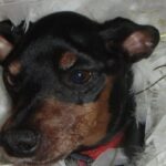 Pinscher trovato in giardino senza collare: la proprietaria risponde che non lo vuole più