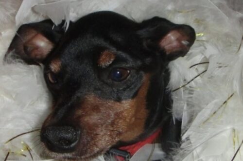 Pinscher trovato in giardino senza collare: la proprietaria risponde che non lo vuole più Un piccolo Pinscher nano trovato sporco e senza collare è stato accolto da una famiglia: oggi si chiama Zed. La chiamata è arrivata dopo un momento di paura. Il figlio di un’amica era rientrato in casa di corsa, dicendo che nel giardino c’era un cane. All’inizio si è pensato a un animale grande, forse difficile da gestire. La porta è stata aperta con cautela, pronta a essere richiusa in caso di pericolo. Davanti all’ingresso, invece, c’era un minuscolo Pinscher nano. Era sporco, coperto di polvere e con un odore forte addosso. Non aveva collare e nessuno, in quel momento, sapeva da dove fosse arrivato. La donna ha provato a farlo entrare in casa, ma la presenza del gatto ha complicato subito la situazione. Inoltre, dovendo lavorare nel fine settimana, non poteva lasciarlo solo. Così ha chiesto aiuto a una coppia di amici, proponendo di tenerlo per qualche giorno, almeno finché non si fosse trovata una sistemazione. Il Pinscher trovato in giardino e portato dal veterinario La coppia ha accettato pensando a un affido provvisorio. Prima di rientrare, però, ha deciso di fare un controllo dal veterinario per verificare l’eventuale presenza di un microchip. Il legame con quel piccolo cane, però, è nato quasi subito. Durante il tragitto, prima ancora di arrivare in clinica, i due si sono fermati in un negozio per animali per comprare il necessario. Una scelta che diceva già molto: guinzaglio, cibo, accessori. Tutto faceva pensare che quel cane non sarebbe rimasto con loro solo per pochi giorni. In clinica, un assistente lo ha scansionato. Il microchip c’era. Il cane risultava intestato a una proprietaria che viveva dall’altra parte della città. Probabilmente aveva camminato per chilometri prima di finire in quel giardino. La telefonata alla proprietaria A quel punto la clinica ha contattato la persona registrata. La risposta, però, ha spiazzato tutti: “Non lo voglio più. Fate quello che volete.” Parole dure, soprattutto davanti a un cane così piccolo e vulnerabile. Ma quella telefonata ha anche chiarito la situazione: nessuno sarebbe tornato a prenderlo, nessuno avrebbe rivendicato la sua presenza in casa. La coppia ha quindi aggiornato i dati del microchip e ha deciso di adottarlo definitivamente. Una volta rientrati, lo hanno lavato, sistemato e gli hanno dato un nome: Zed. La nuova vita di Zed in famiglia Sono passati quattro anni da quel giorno. Zed oggi è parte della famiglia a tutti gli effetti. Dorme con i suoi proprietari o accanto alla bambina di casa, che ama vestirlo e dedicargli attenzioni. Lui, da parte sua, sembra accettare tutto con pazienza. Quando è nato il bimbo più piccolo, Zed ha assunto un nuovo ruolo in casa. È diventato una presenza costante accanto a lui, dolce e attenta anche nei momenti in cui il bambino gioca con troppa energia. Quel Pinscher nano arrivato per caso in un giardino, senza collare e senza qualcuno disposto a reclamarlo, ha trovato una sistemazione definitiva. Doveva restare solo pochi giorni. Invece è rimasto per sempre.