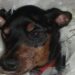 Pinscher trovato in giardino senza collare: la proprietaria risponde che non lo vuole più Un piccolo Pinscher nano trovato sporco e senza collare è stato accolto da una famiglia: oggi si chiama Zed. La chiamata è arrivata dopo un momento di paura. Il figlio di un’amica era rientrato in casa di corsa, dicendo che nel giardino c’era un cane. All’inizio si è pensato a un animale grande, forse difficile da gestire. La porta è stata aperta con cautela, pronta a essere richiusa in caso di pericolo. Davanti all’ingresso, invece, c’era un minuscolo Pinscher nano. Era sporco, coperto di polvere e con un odore forte addosso. Non aveva collare e nessuno, in quel momento, sapeva da dove fosse arrivato. La donna ha provato a farlo entrare in casa, ma la presenza del gatto ha complicato subito la situazione. Inoltre, dovendo lavorare nel fine settimana, non poteva lasciarlo solo. Così ha chiesto aiuto a una coppia di amici, proponendo di tenerlo per qualche giorno, almeno finché non si fosse trovata una sistemazione. Il Pinscher trovato in giardino e portato dal veterinario La coppia ha accettato pensando a un affido provvisorio. Prima di rientrare, però, ha deciso di fare un controllo dal veterinario per verificare l’eventuale presenza di un microchip. Il legame con quel piccolo cane, però, è nato quasi subito. Durante il tragitto, prima ancora di arrivare in clinica, i due si sono fermati in un negozio per animali per comprare il necessario. Una scelta che diceva già molto: guinzaglio, cibo, accessori. Tutto faceva pensare che quel cane non sarebbe rimasto con loro solo per pochi giorni. In clinica, un assistente lo ha scansionato. Il microchip c’era. Il cane risultava intestato a una proprietaria che viveva dall’altra parte della città. Probabilmente aveva camminato per chilometri prima di finire in quel giardino. La telefonata alla proprietaria A quel punto la clinica ha contattato la persona registrata. La risposta, però, ha spiazzato tutti: “Non lo voglio più. Fate quello che volete.” Parole dure, soprattutto davanti a un cane così piccolo e vulnerabile. Ma quella telefonata ha anche chiarito la situazione: nessuno sarebbe tornato a prenderlo, nessuno avrebbe rivendicato la sua presenza in casa. La coppia ha quindi aggiornato i dati del microchip e ha deciso di adottarlo definitivamente. Una volta rientrati, lo hanno lavato, sistemato e gli hanno dato un nome: Zed. La nuova vita di Zed in famiglia Sono passati quattro anni da quel giorno. Zed oggi è parte della famiglia a tutti gli effetti. Dorme con i suoi proprietari o accanto alla bambina di casa, che ama vestirlo e dedicargli attenzioni. Lui, da parte sua, sembra accettare tutto con pazienza. Quando è nato il bimbo più piccolo, Zed ha assunto un nuovo ruolo in casa. È diventato una presenza costante accanto a lui, dolce e attenta anche nei momenti in cui il bambino gioca con troppa energia. Quel Pinscher nano arrivato per caso in un giardino, senza collare e senza qualcuno disposto a reclamarlo, ha trovato una sistemazione definitiva. Doveva restare solo pochi giorni. Invece è rimasto per sempre.