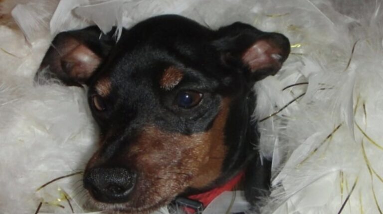 Pinscher trovato in giardino senza collare: la proprietaria risponde che non lo vuole più Un piccolo Pinscher nano trovato sporco e senza collare è stato accolto da una famiglia: oggi si chiama Zed. La chiamata è arrivata dopo un momento di paura. Il figlio di un’amica era rientrato in casa di corsa, dicendo che nel giardino c’era un cane. All’inizio si è pensato a un animale grande, forse difficile da gestire. La porta è stata aperta con cautela, pronta a essere richiusa in caso di pericolo. Davanti all’ingresso, invece, c’era un minuscolo Pinscher nano. Era sporco, coperto di polvere e con un odore forte addosso. Non aveva collare e nessuno, in quel momento, sapeva da dove fosse arrivato. La donna ha provato a farlo entrare in casa, ma la presenza del gatto ha complicato subito la situazione. Inoltre, dovendo lavorare nel fine settimana, non poteva lasciarlo solo. Così ha chiesto aiuto a una coppia di amici, proponendo di tenerlo per qualche giorno, almeno finché non si fosse trovata una sistemazione. Il Pinscher trovato in giardino e portato dal veterinario La coppia ha accettato pensando a un affido provvisorio. Prima di rientrare, però, ha deciso di fare un controllo dal veterinario per verificare l’eventuale presenza di un microchip. Il legame con quel piccolo cane, però, è nato quasi subito. Durante il tragitto, prima ancora di arrivare in clinica, i due si sono fermati in un negozio per animali per comprare il necessario. Una scelta che diceva già molto: guinzaglio, cibo, accessori. Tutto faceva pensare che quel cane non sarebbe rimasto con loro solo per pochi giorni. In clinica, un assistente lo ha scansionato. Il microchip c’era. Il cane risultava intestato a una proprietaria che viveva dall’altra parte della città. Probabilmente aveva camminato per chilometri prima di finire in quel giardino. La telefonata alla proprietaria A quel punto la clinica ha contattato la persona registrata. La risposta, però, ha spiazzato tutti: “Non lo voglio più. Fate quello che volete.” Parole dure, soprattutto davanti a un cane così piccolo e vulnerabile. Ma quella telefonata ha anche chiarito la situazione: nessuno sarebbe tornato a prenderlo, nessuno avrebbe rivendicato la sua presenza in casa. La coppia ha quindi aggiornato i dati del microchip e ha deciso di adottarlo definitivamente. Una volta rientrati, lo hanno lavato, sistemato e gli hanno dato un nome: Zed. La nuova vita di Zed in famiglia Sono passati quattro anni da quel giorno. Zed oggi è parte della famiglia a tutti gli effetti. Dorme con i suoi proprietari o accanto alla bambina di casa, che ama vestirlo e dedicargli attenzioni. Lui, da parte sua, sembra accettare tutto con pazienza. Quando è nato il bimbo più piccolo, Zed ha assunto un nuovo ruolo in casa. È diventato una presenza costante accanto a lui, dolce e attenta anche nei momenti in cui il bambino gioca con troppa energia. Quel Pinscher nano arrivato per caso in un giardino, senza collare e senza qualcuno disposto a reclamarlo, ha trovato una sistemazione definitiva. Doveva restare solo pochi giorni. Invece è rimasto per sempre.