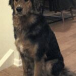 Entrano in rifugio senza voler adottare, poi un cane dimenticato da diciotto mesi cambia la loro vita