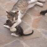 La gatta randagia partorisce quattro cuccioli dietro un negozio di fiori: la fioraia la chiama Ma e la mette al sicuro