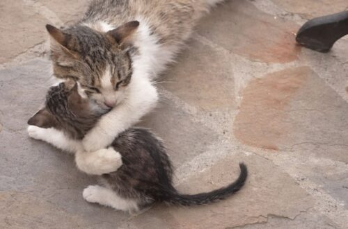 Una gatta randagia ha dato alla luce quattro cuccioli in un vicolo, trovando poi protezione grazie alla fioraia che l’ha accudita.