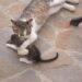 Una gatta randagia ha dato alla luce quattro cuccioli in un vicolo, trovando poi protezione grazie alla fioraia che l’ha accudita.