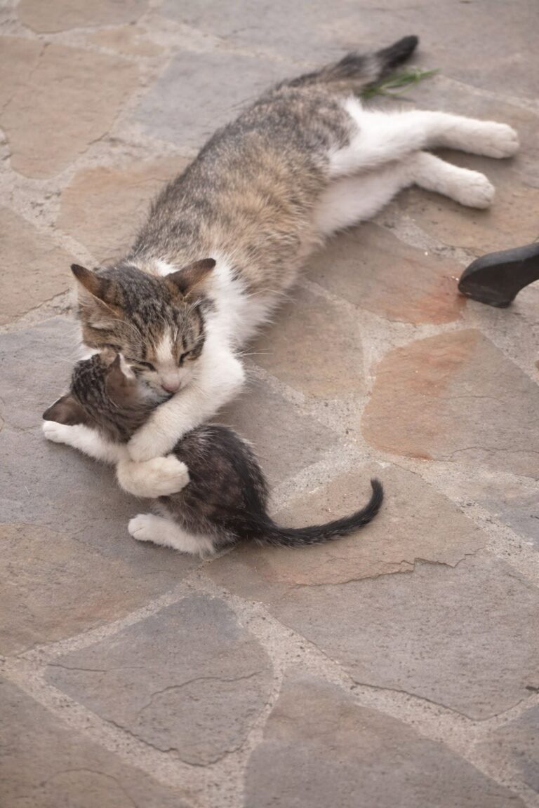 Una gatta randagia ha dato alla luce quattro cuccioli in un vicolo, trovando poi protezione grazie alla fioraia che l’ha accudita.