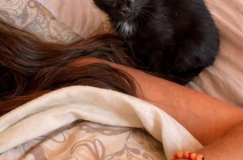 Un gattino randagio, infreddolito e impaurito, è stato accolto in casa dopo essere stato trovato sotto una finestra all’alba.