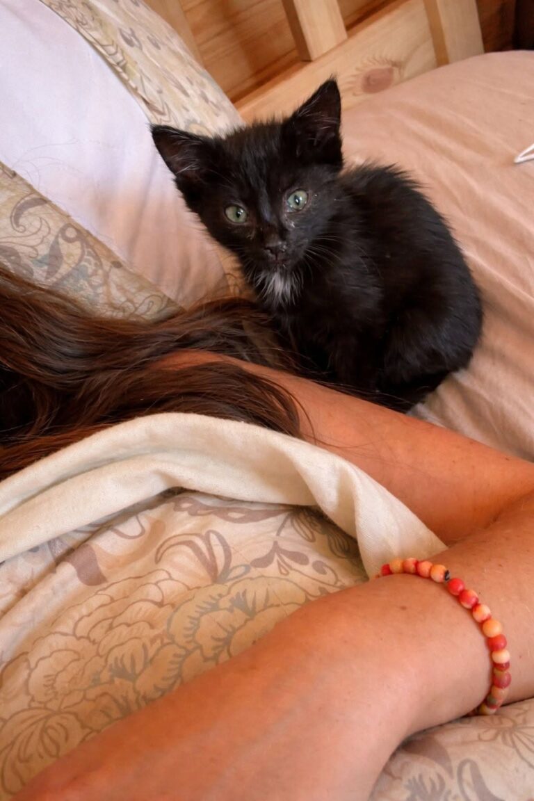 Un gattino randagio, infreddolito e impaurito, è stato accolto in casa dopo essere stato trovato sotto una finestra all’alba.