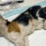 Gattina trovata in un vicolo sotto la pioggia, muore poche ore dopo il soccorso