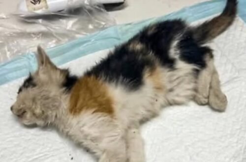Una gattina gravemente malnutrita è stata trovata sotto la pioggia in un vicolo: le cure veterinarie non sono bastate a salvarla.