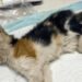 Una gattina gravemente malnutrita è stata trovata sotto la pioggia in un vicolo: le cure veterinarie non sono bastate a salvarla.
