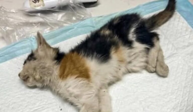Una gattina gravemente malnutrita è stata trovata sotto la pioggia in un vicolo: le cure veterinarie non sono bastate a salvarla.